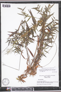 Dichanthelium acuminatum subsp. longiligulatum image