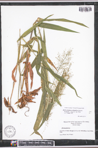 Dichanthelium polyanthes image