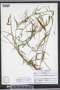 Dichanthelium dichotomum var. ramulosum image