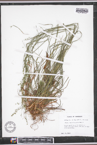 Poa autumnalis image