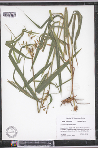 Leersia lenticularis image