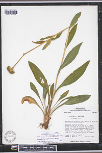 Marshallia grandiflora image