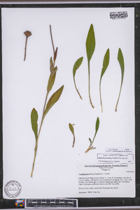 Marshallia grandiflora image