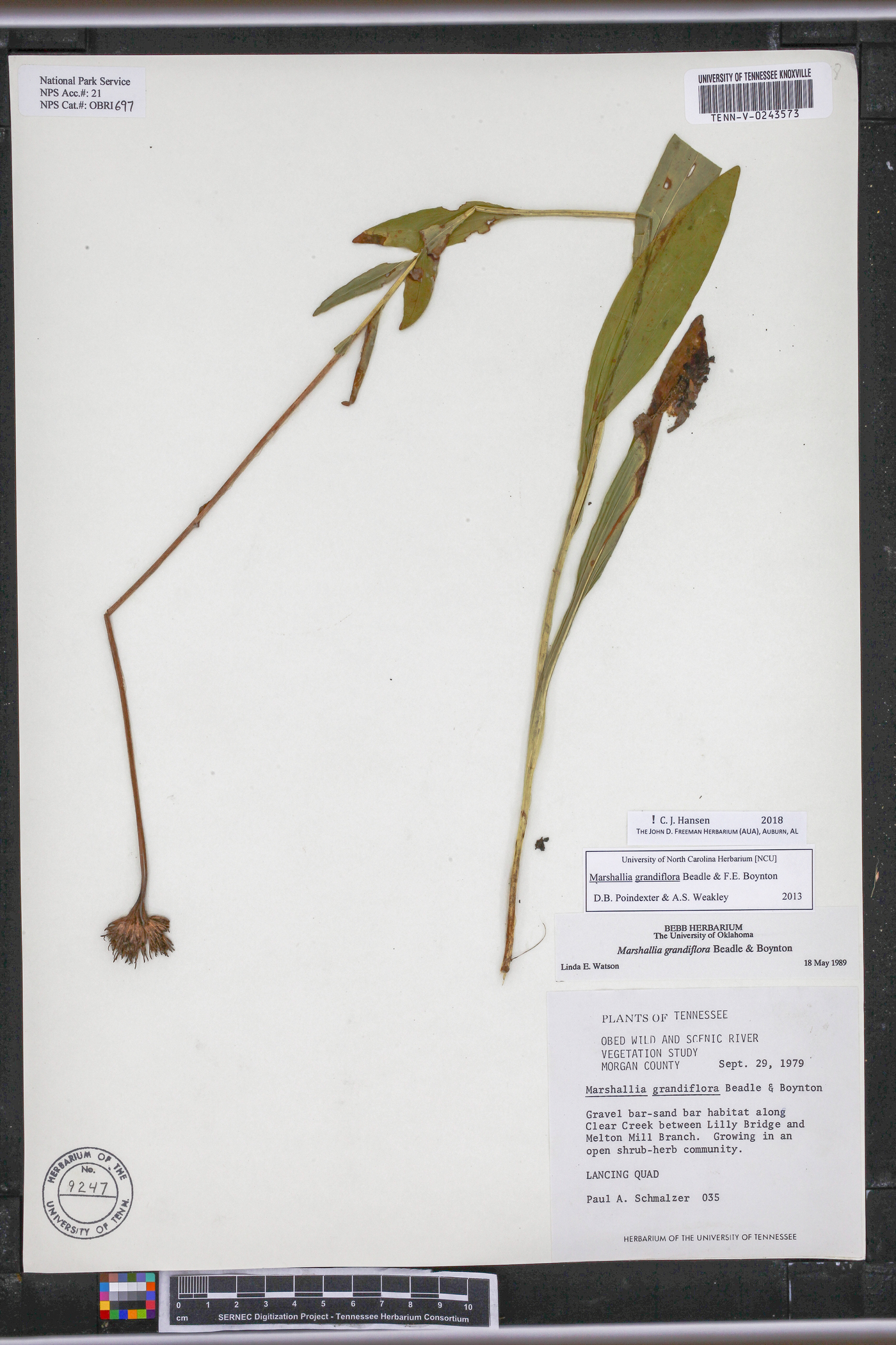 Marshallia grandiflora image