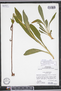 Marshallia grandiflora image