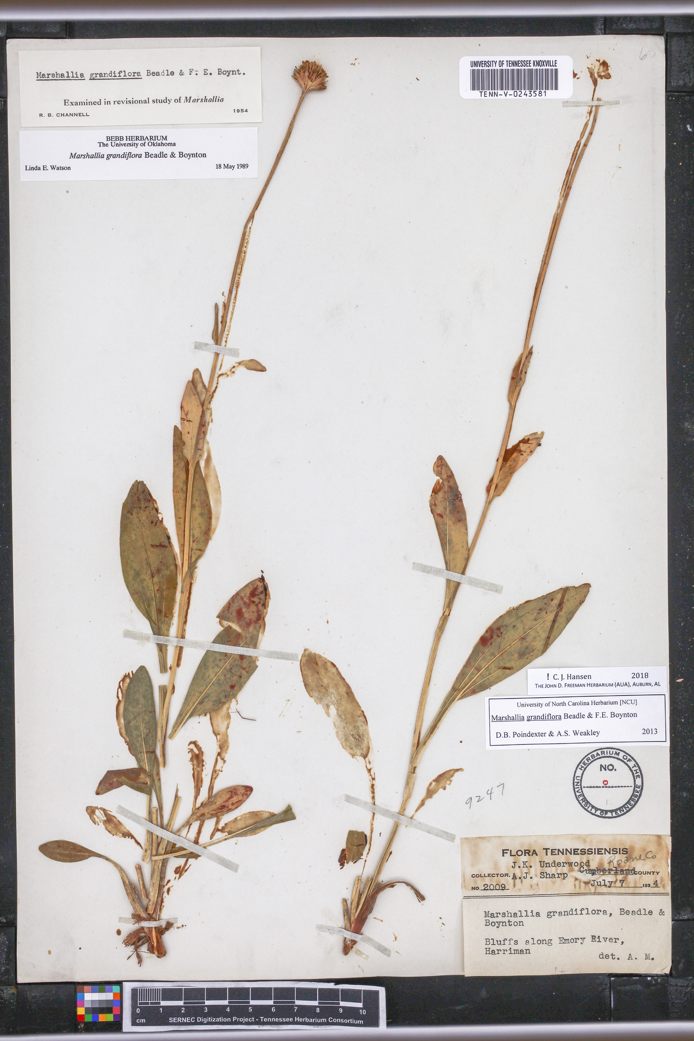 Marshallia grandiflora image