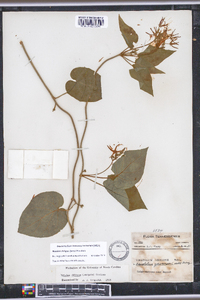 Matelea obliqua image