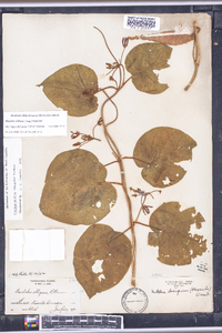 Matelea obliqua image