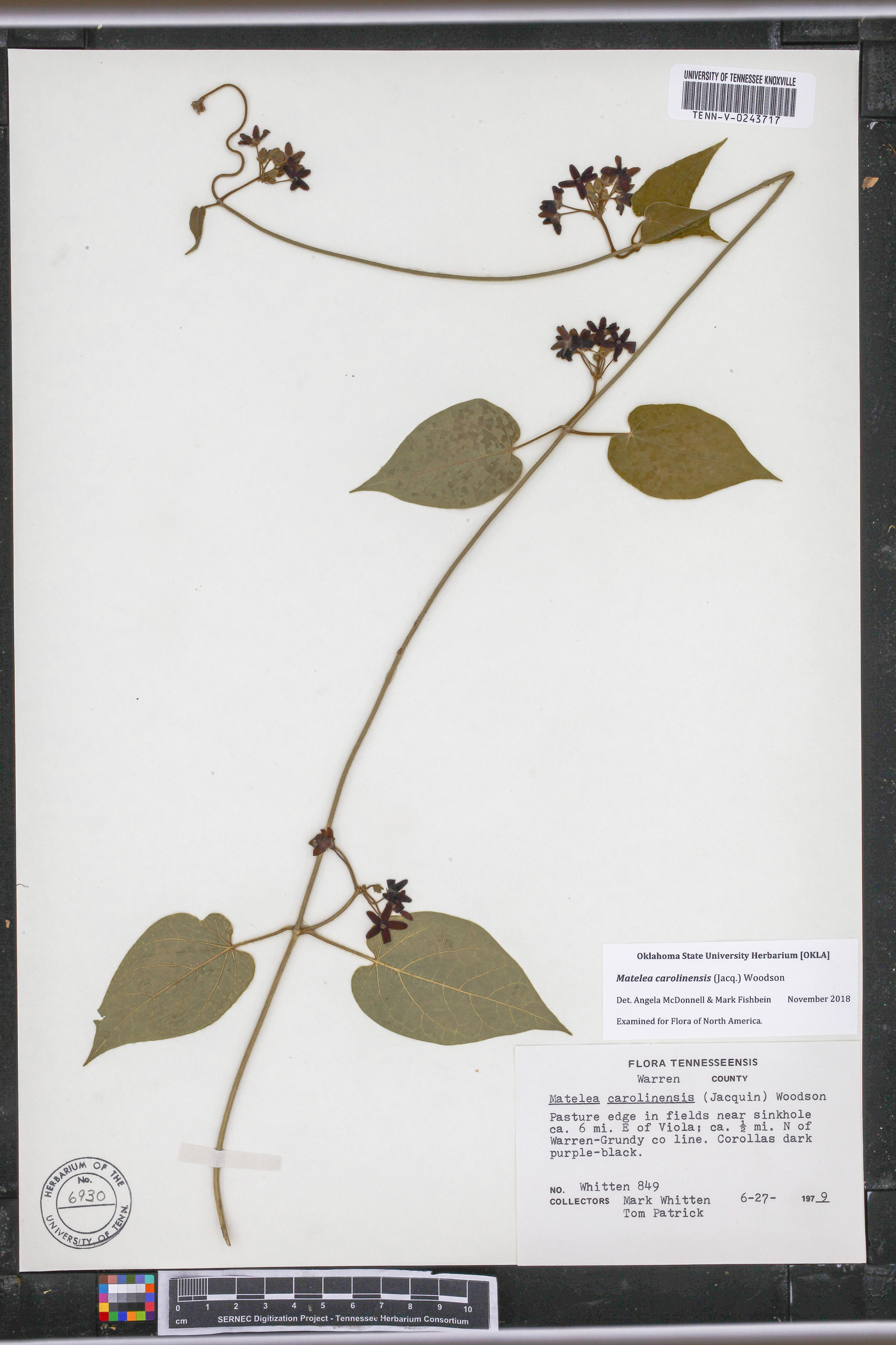 Matelea carolinensis image