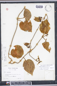 Matelea carolinensis image