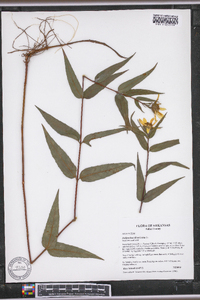 Helianthus divaricatus image