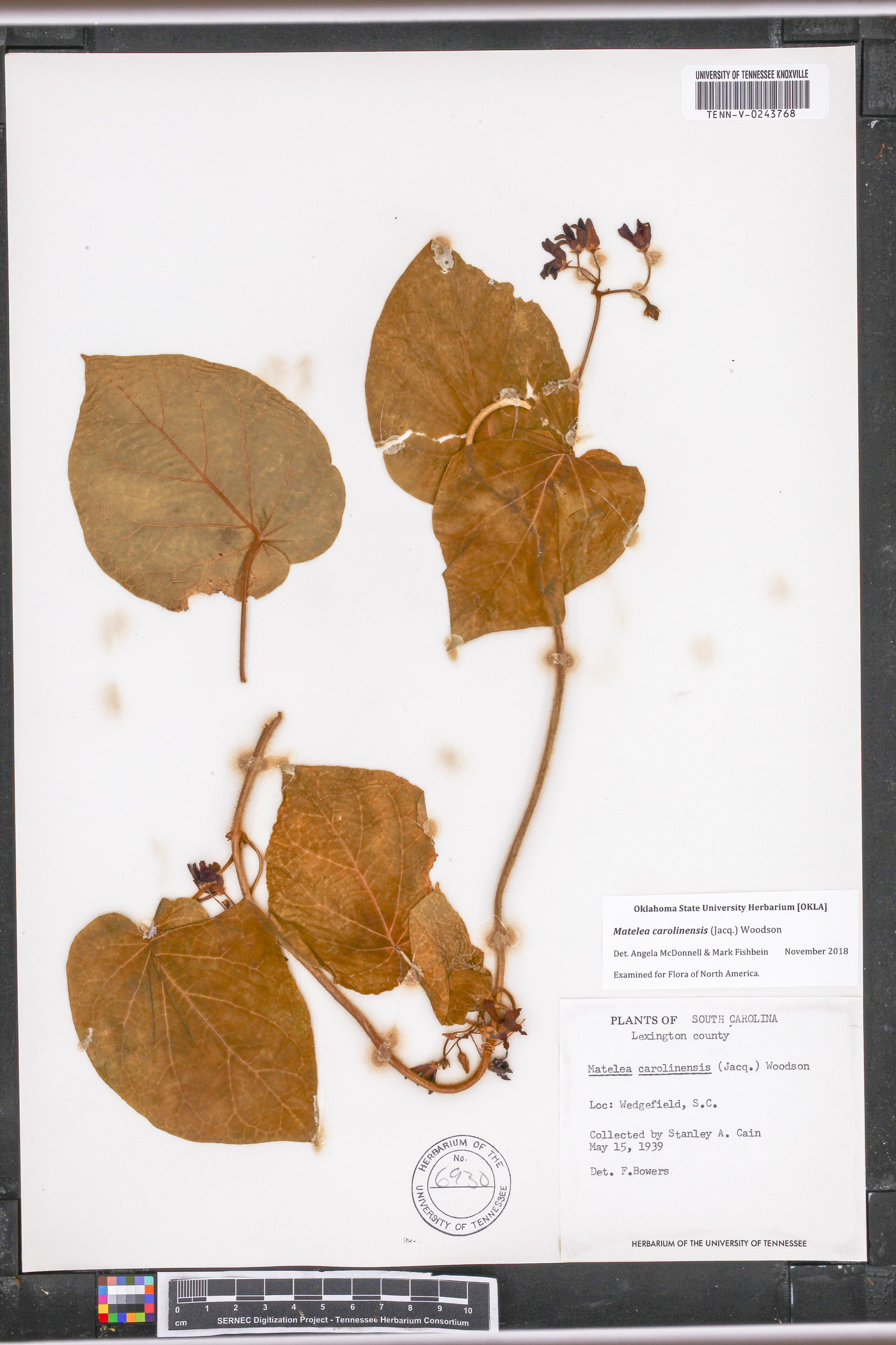 Matelea carolinensis image