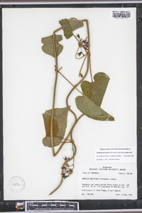 Matelea decipiens image