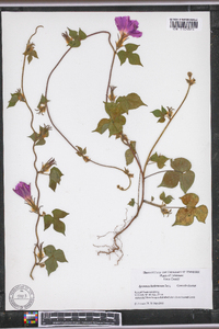 Ipomoea hederacea image