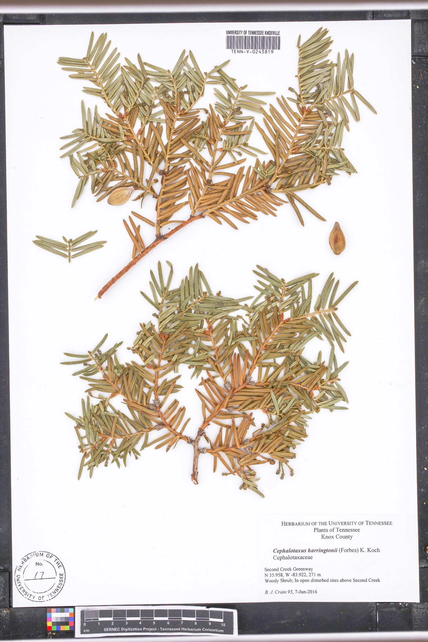 Cephalotaxus harringtonii image