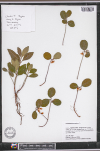 Gaultheria procumbens image