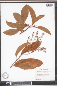 Oxydendrum arboreum image