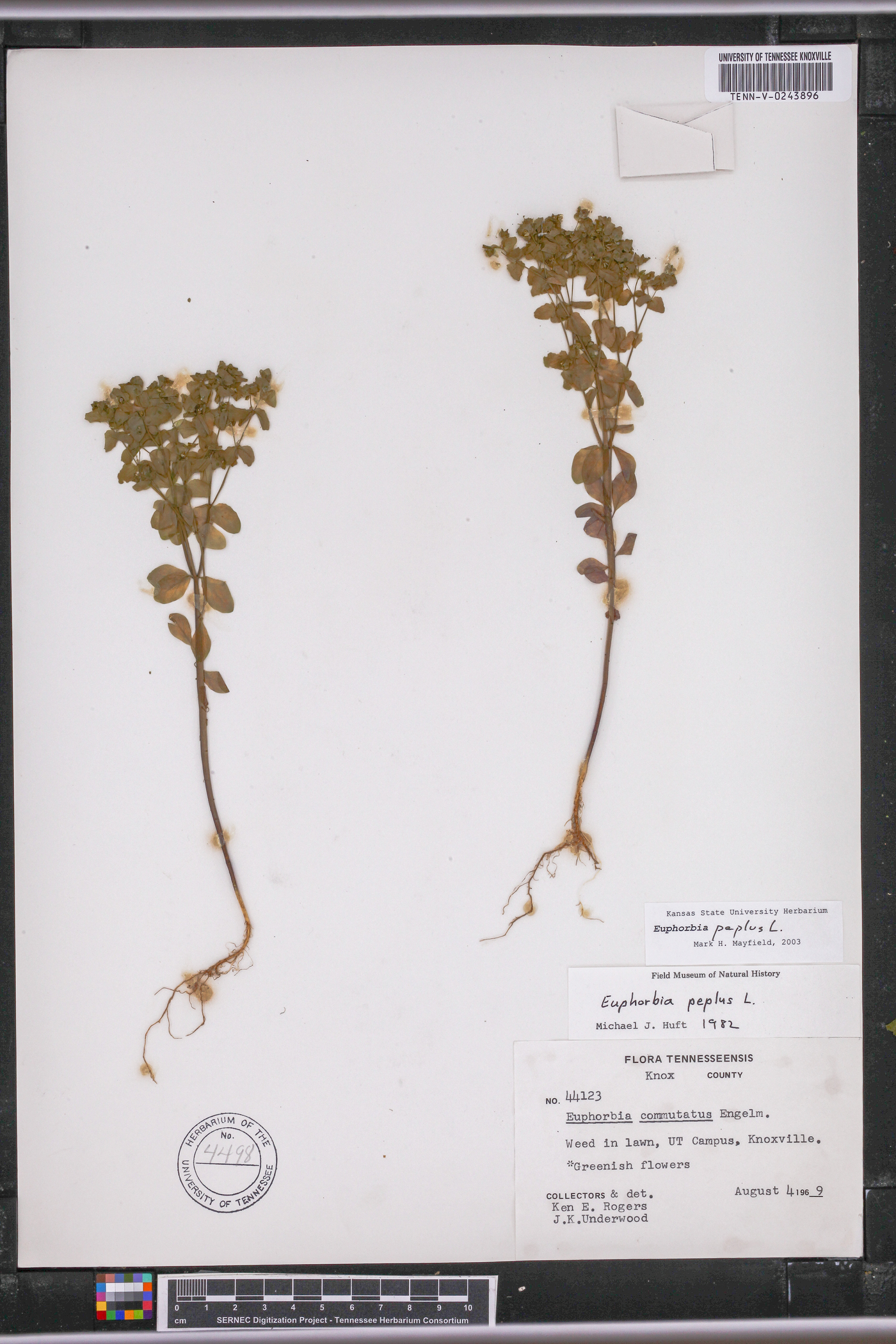 Euphorbia peplus image
