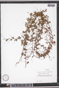 Lespedeza repens image