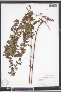 Lespedeza intermedia image