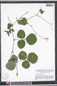 Desmodium rotundifolium image