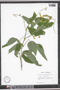 Desmodium cuspidatum image