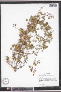 Medicago orbicularis image