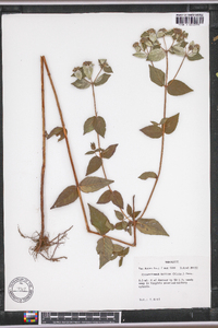 Pycnanthemum muticum image