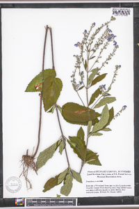 Scutellaria ovata image