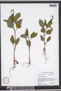 Heliotropium indicum image