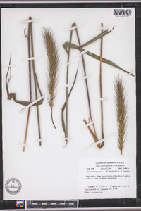 Elymus macgregorii image