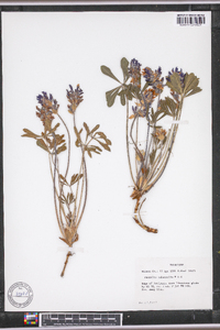 Psoralea subacaulis image