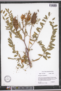 Astragalus canadensis image