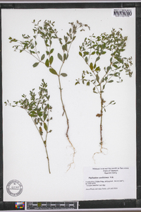 Phyllanthus caroliniensis image