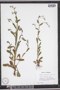 Myosotis macrosperma image