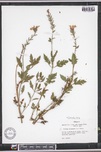 Verbena canadensis image