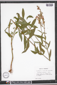 Physostegia virginiana image