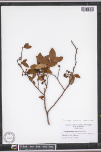 Vaccinium melanocarpum image