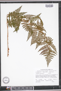 Dryopteris campyloptera image