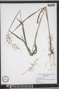 Elymus hystrix image