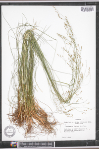 Deschampsia flexuosa image