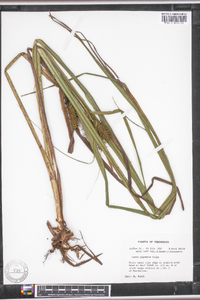 Carex gigantea image