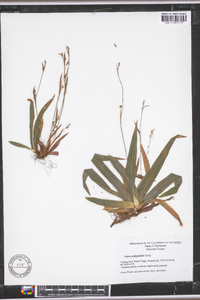 Carex platyphylla image