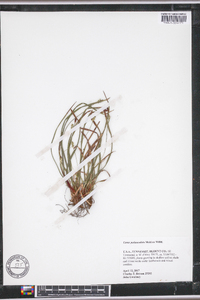 Carex pedunculata image