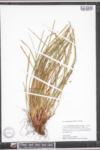 Carex pedunculata image