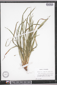 Carex cumberlandensis image