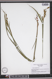 Carex shortiana image