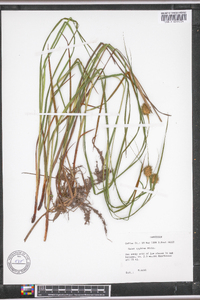 Carex typhina image