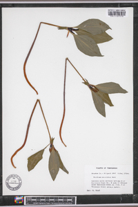 Trillium recurvatum image