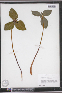 Trillium stamineum image